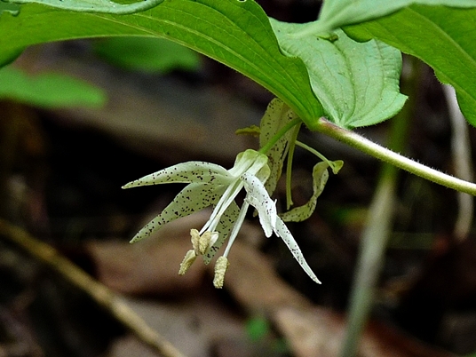 {Prosartes maculata}
